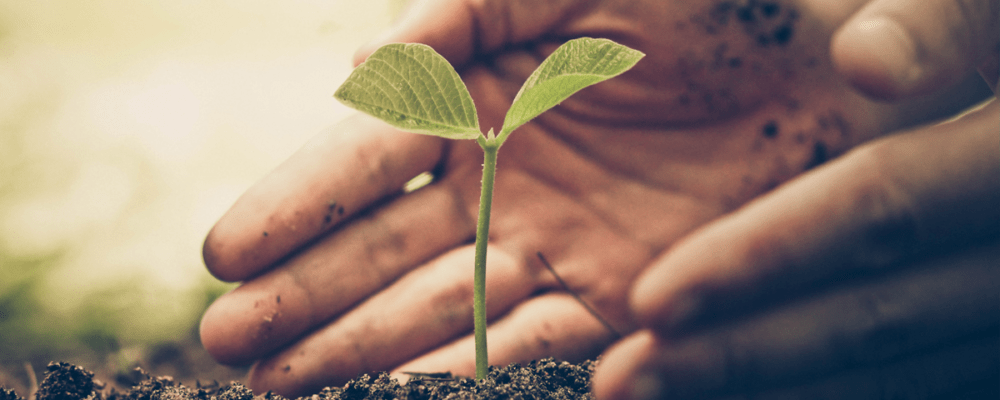 Hands of farmer nurturing plant