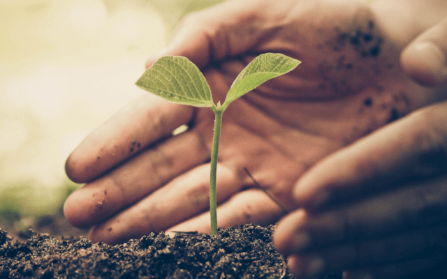 Hands of farmer nurturing plant